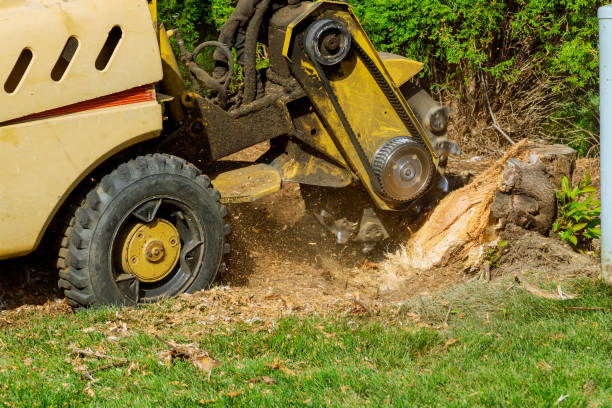 Northfield, IL Tree Care Services Company