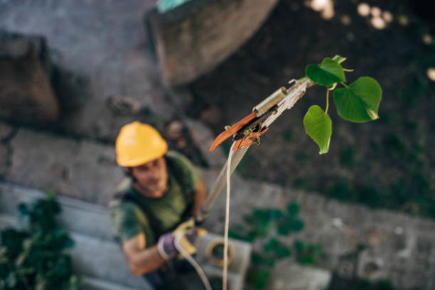 How Our Tree Care Process Works  in  Northfield, IL